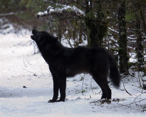Black Wolf Howling Photo Doug Jones Photos At