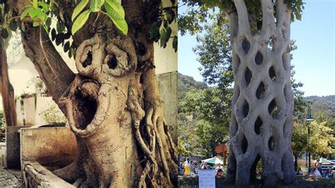 Top 10 Strangest Trees Around The World Pastimers Youtube