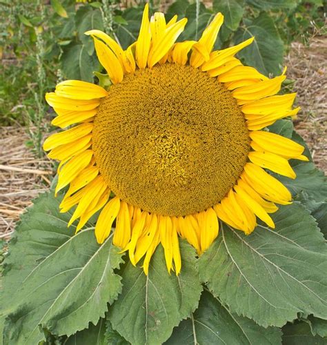 Dwarf Sunspot Sunflower Seeds West Coast Seeds
