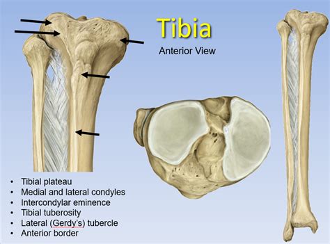 Tibia Osteology Anterior Diagram Quizlet
