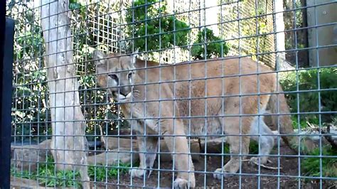 Up Close With Cougars At San Diego Zoo Youtube