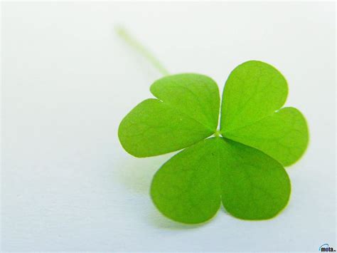 🔥 57 Four Leaf Clover Background Wallpapersafari