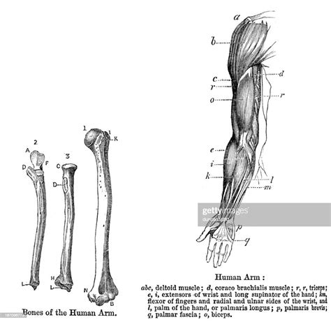 Anatomy Human Arm High Res Vector Graphic Getty Images