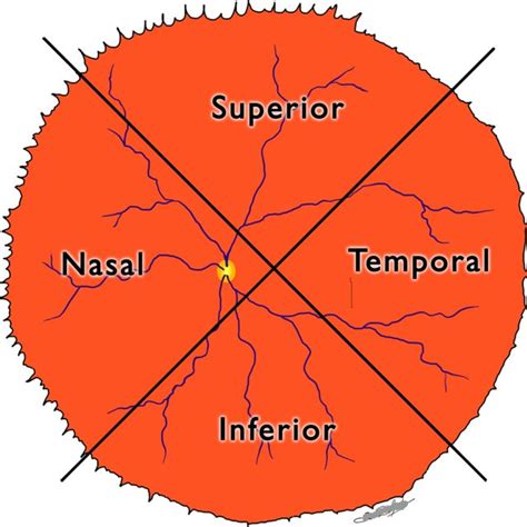 Fundus Drawing Representing The Division Of Retina Into Four Quadrants