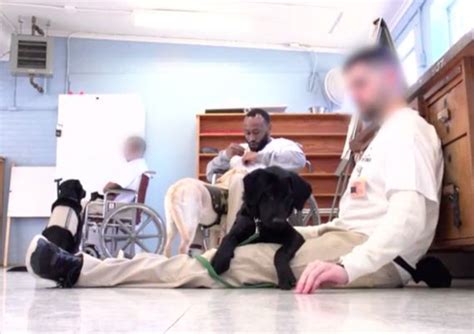 Dogs Are Brought To Prison Then Inmates Help Train Them To Become