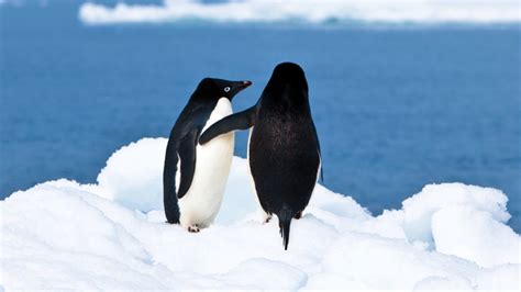 ‘a polar affair delves into a centurylong cover up of penguin sex