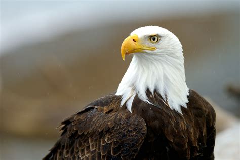 Bald Eagle Photography Trips Aj Harrison Photography Workshops And Tours
