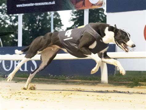 IRISH FASTEST OF YEAR - Greyhound Star | News from the Greyhound Industry