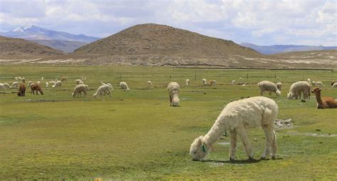 Hoy Arranca Alpaca Fiesta En Cerro Juli Arequipa Correo