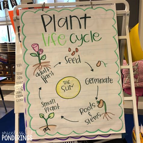 Plant And Animal Life Cycle Activities For Kids Priceless Ponderings
