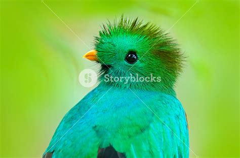 Resplendent Quetzal Pharomachrus Mocinno From Guatemala With Blurred