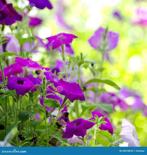 Beautiful Blue Flowers Stock Image Image Of Colors Park 20410033