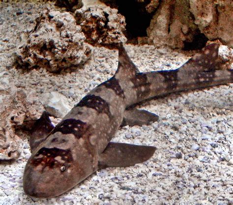 Bamboo Sharks Saint Louis Zoo