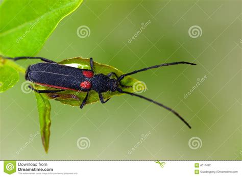 Armoured Insect Stock Photo Image Of Claws Armor Tough 4013422