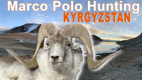 Marco Polo Hunting In Kyrgyzstan Chasse Au Marco Polo Au