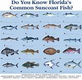 Florida Saltwater Fishing License Pictures