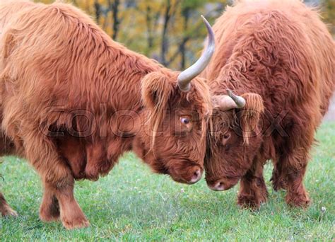 Two Beautiful Red Highland Cows Stock Image Colourbox