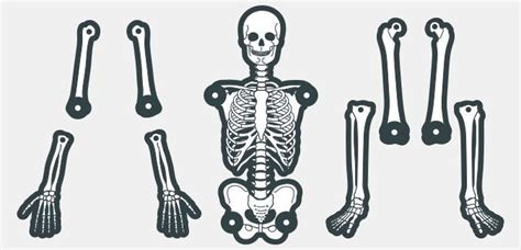 In fact, you will look like a huge blob of. Printable Skeleton Template in 8 Colours | Skeleton ...