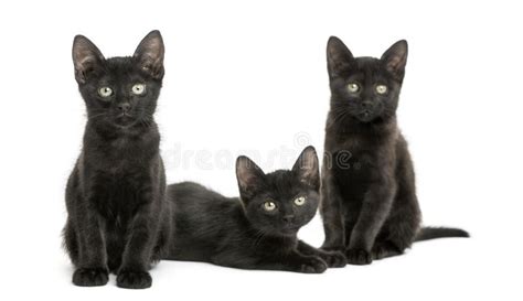 Tres Gatitos Negros Que Caminan En Diversas Direcciones Foto De Archivo