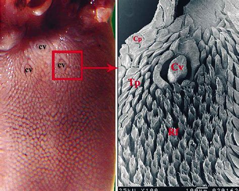 Figure 3 From Morphological Comparison Of The Filiform Papillae Of New