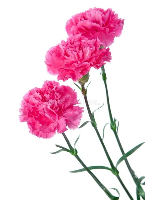 Three Pink Carnations Still Life On A White Background Stock Image