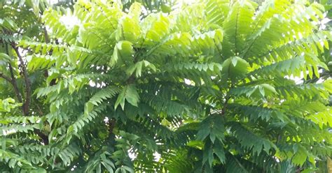 Warisan Petani Pokok Belimbing Buluh