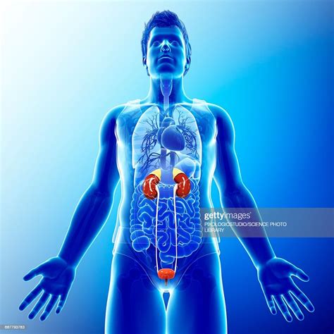 Male Urinary System Illustration High Res Vector Graphic Getty Images