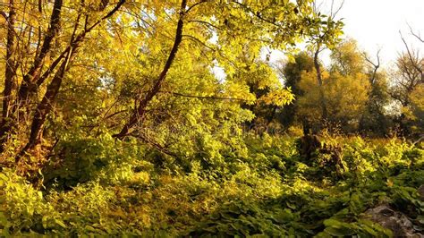 Trees And Shrubs At Sunrise In The Autumn Forest Stock Image Image Of