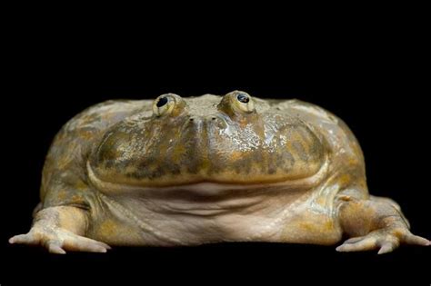 Worlds Largest Amphibian Identified As A Unique Species Frog Species