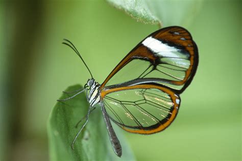 The Most Beautiful Butterfly Wallpapers Most Beautiful