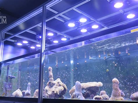 Florida Aquarium Makes Historic Breakthrough To Save Coral Reefs