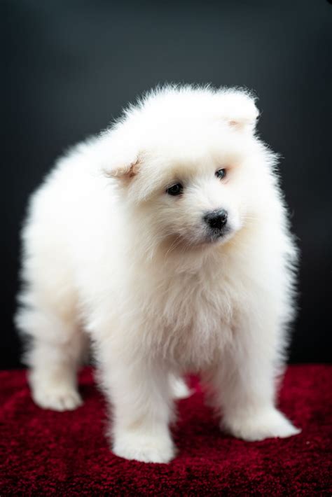 Find your perfect car, truck or suv at auto.com. Breed: Samoyed Gender: Male Registry: AKC Personality ...