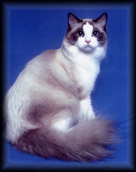 93 Best Images About Birman Himalayan And Ragdoll Cats On