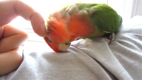 Bird Enjoys Neck Massage Youtube