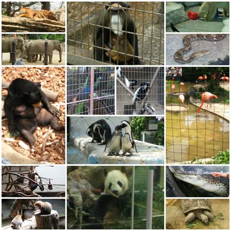Include (or exclude) self posts. 上野動物園 【ブログ】 | 関東プリンテック株式会社