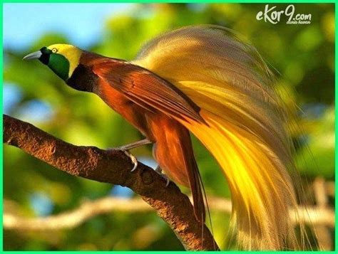 Burung Indonesia Yang Dilindungi Jenis Jenis Burung