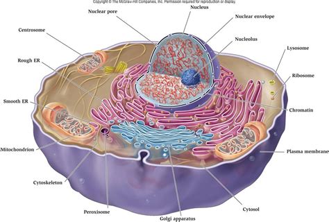 3 Cell Membranes Biology4isc