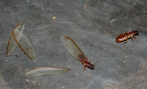 Termite Wings On Window Sill Termites Info
