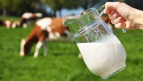 Milk Cow Milk Manufacturer And Trader From Cuttack