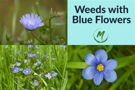 15 Weeds With Blue Flowers Identification With Pictures