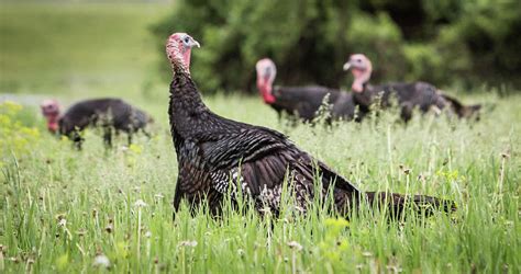 Turkey Flock Photograph By Patti Deters Pixels