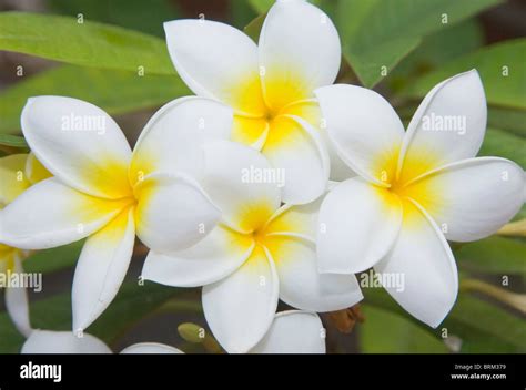 Plumeria Rubra With White Flowers The Frangipani Plumeria Or Temple