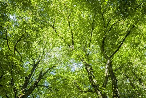 Green Canopy Stock Photo Image Of Beautiful Light Leaf 35040534