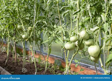 Grote Groenvruchten Van Tomaten In Het Broeikasgas Zaailingen Van