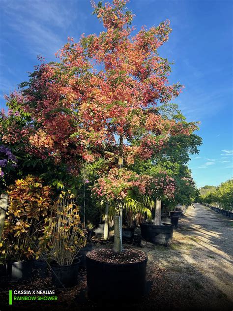 Rainbow Shower Tree Cassia X Nealiae For Sale Florida Treeworld Wholesale