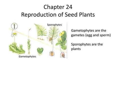 Ppt Chapter 24 Reproduction Of Seed Plants Powerpoint Presentation Free Download Id5335208