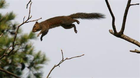 Are Squirrels Active At Night All You Need To Know Pest Samurai