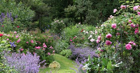 5 Gestaltungstipps Für Den Perfekten Rosengarten Mein Schöner Garten