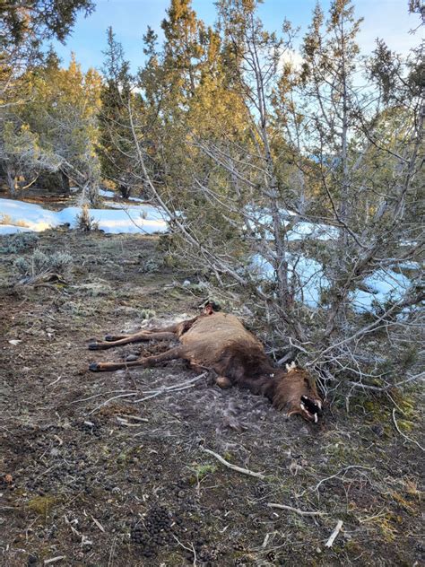 Winter Big Game Mortality Will Impact 2023 Hunting Season Committee