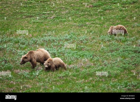 A Grizzly Sow And Two Older Cubs Walk And Feed On The Tundra In Sable